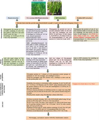 Development of an Efficient Protein Extraction Method Compatible with LC-MS/MS for Proteome Mapping in Two Australian Seagrasses Zostera muelleri and Posidonia australis